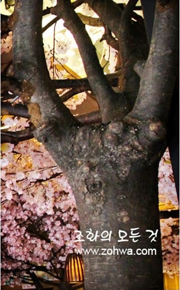 안동 전국지 옥동점 — 굵고 사실적인 벚꽃나무 기둥