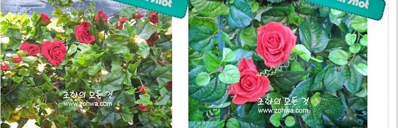 익산 타임 스튜디오 — 인조 장미 꽃벽을 가까이서 본 모습, 붉은 장미 꽃송이와 초록 잎의 자연스러운 질감