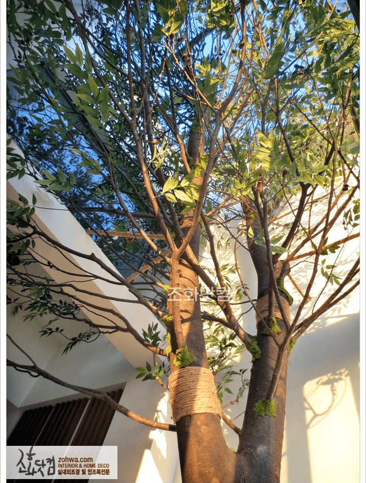 용인 보정동 가정집 — 리모델링 거실에 들어간 대형 올리브나무