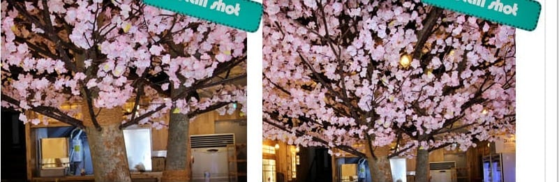 부산 만만코코로 해운대점 — 가까이 본 분홍 벚꽃