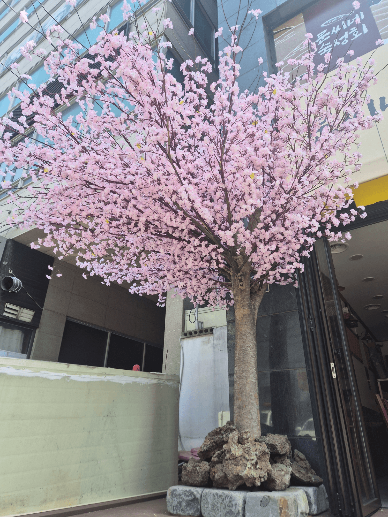 고양시 행신동 문씨네 숙성회 — 만개한 벚꽃 수관의 클로즈업