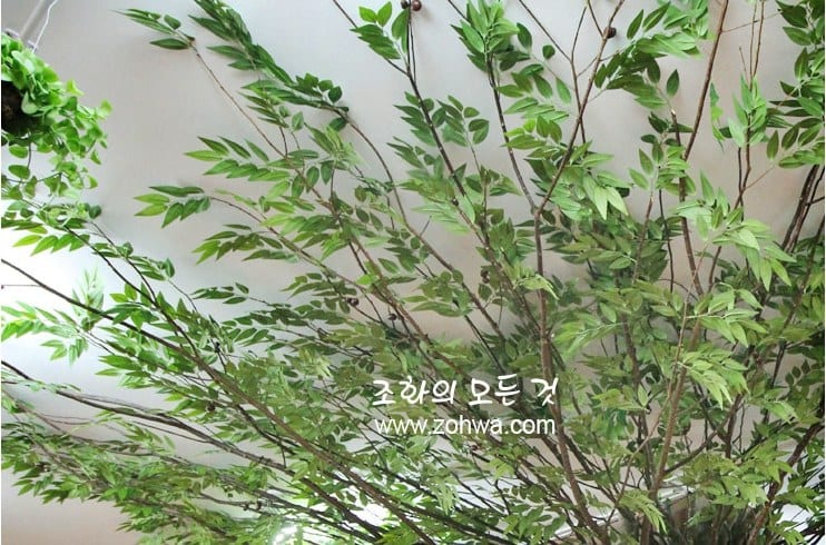 원주 카페두아 — 넝쿨 잎 디테일