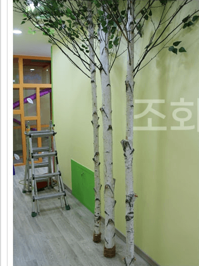 창원 키즈카페 마산점 — 코너에 모아 심은 자작나무 3주
