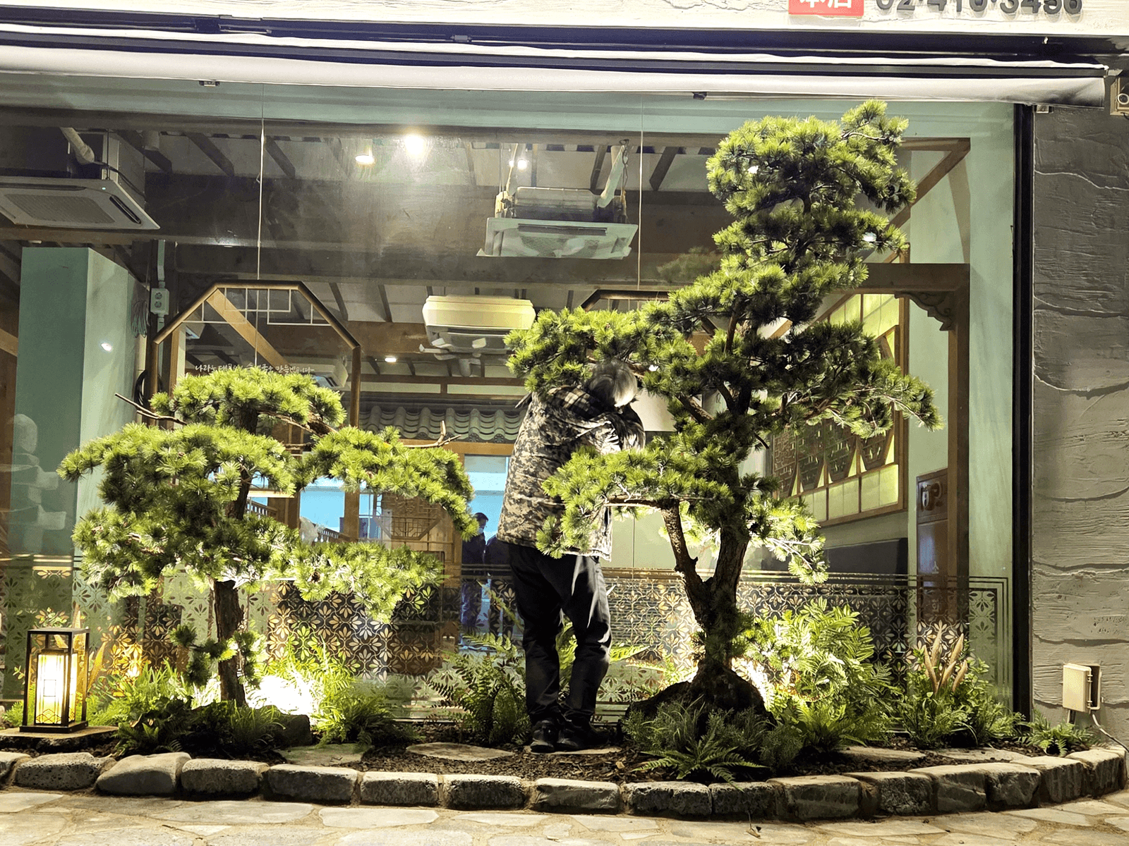 서울 청와옥 송파본점 — 소나무 밑동을 채운 양치류 하부식재