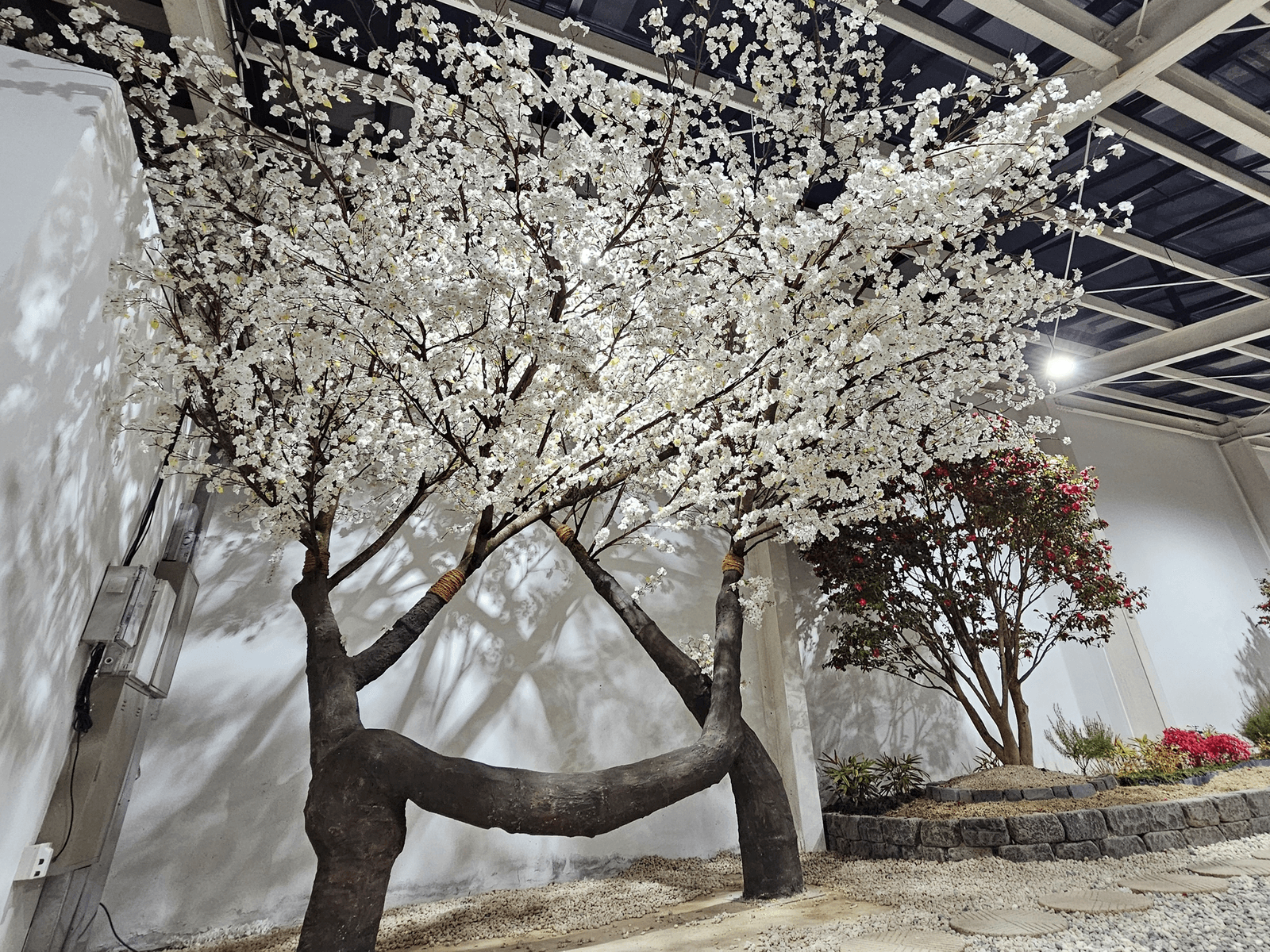 경북 칠곡 러키더키 카페 — 돌담 화단과 붉은 꽃나무 옆에 선 연리지 벚꽃나무