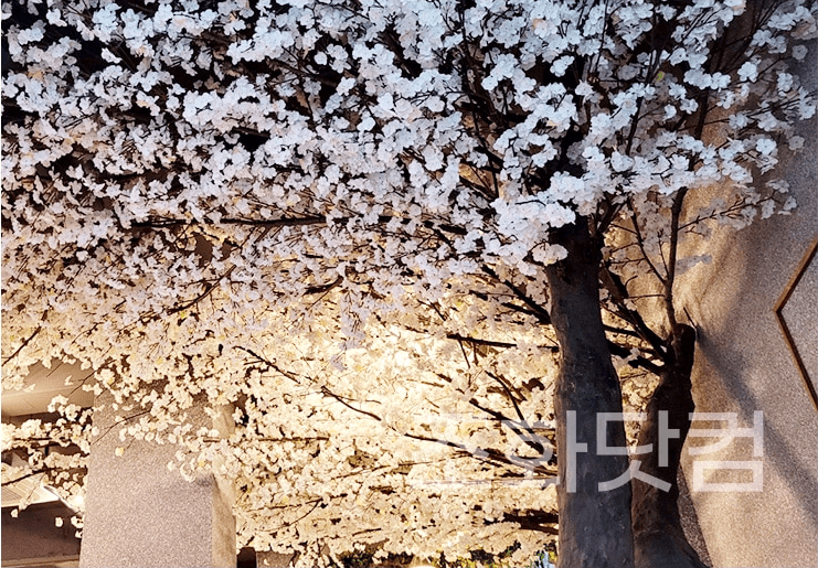 대구 커피한잔할래요 — 만개 밀도로 채운 벚꽃 가지 근접