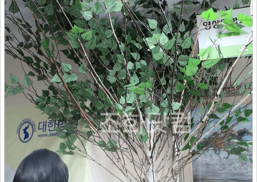 서울 인수동 대한병원 — 부드러운 잎 디테일