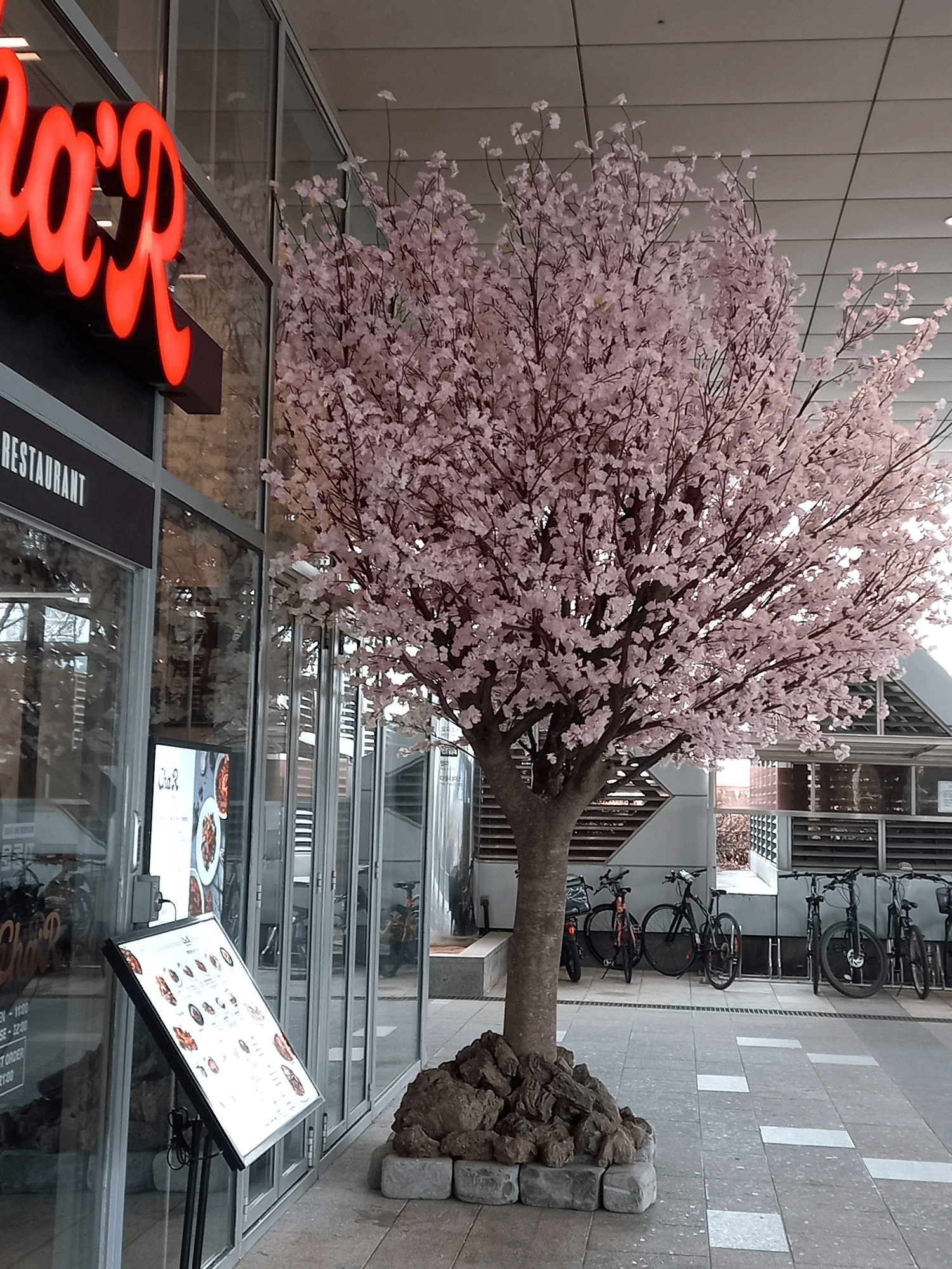 서울 영등포 타임스퀘어상가 — 메뉴판 스탠드 옆에 만개한 벚꽃나무가 선 레스토랑 입구