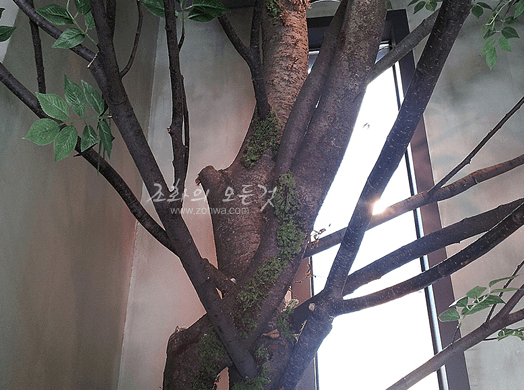 강남 화장품 본사 느티나무 목대와 가지 갈래