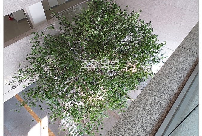 고양 덕양구청 로비 — 복층 위층에서 내려다본 특대형 인조 느티나무의 넓게 퍼진 수관