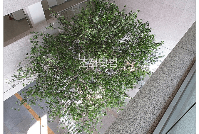 고양 덕양구청 로비 느티나무가 드리운 잎 그늘
