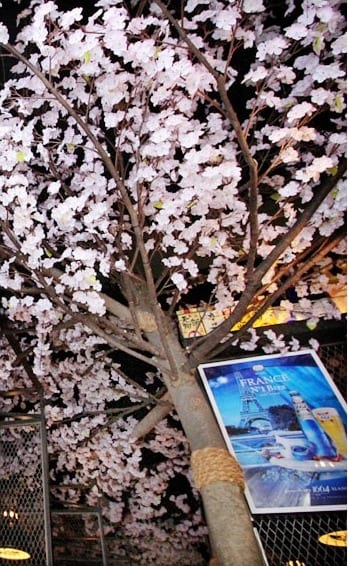 경산 쿠로배트맨 — 벚꽃나무 기둥과 사케 포스터