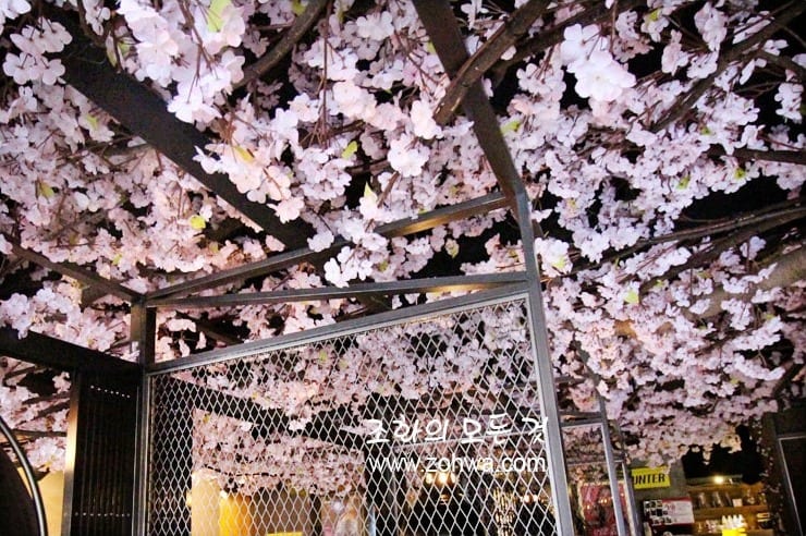 경산 쿠로배트맨 — 올려다본 벚꽃 캐노피