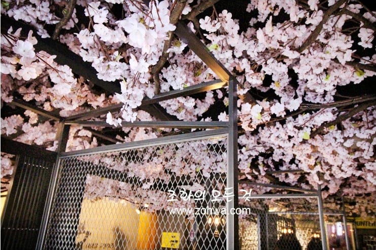 경산 쿠로배트맨 — 벚꽃과 철망 파티션의 대비