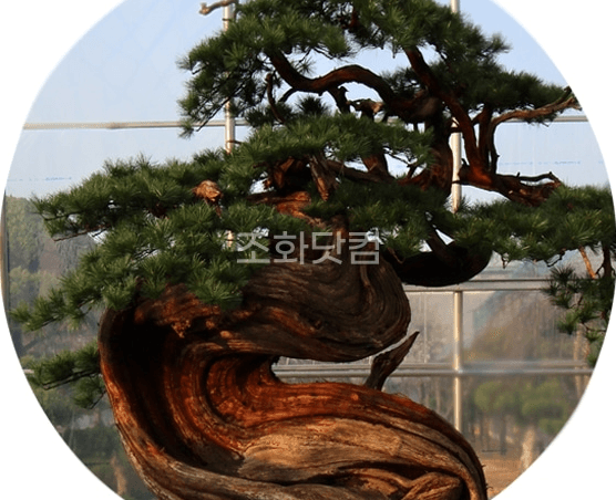 합천 한중대영공업 — 정교하게 입힌 인조 솔잎