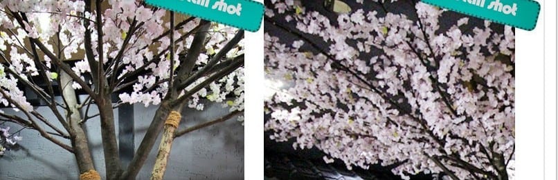 서울 일원동 회포 — 가까이서 본 벚꽃 가지