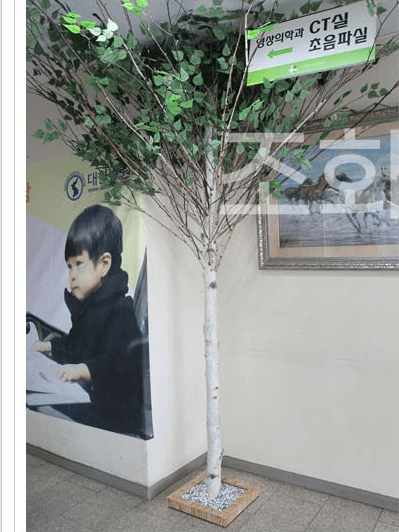 서울 인수동 대한병원 CT실 앞 복도의 자작나무