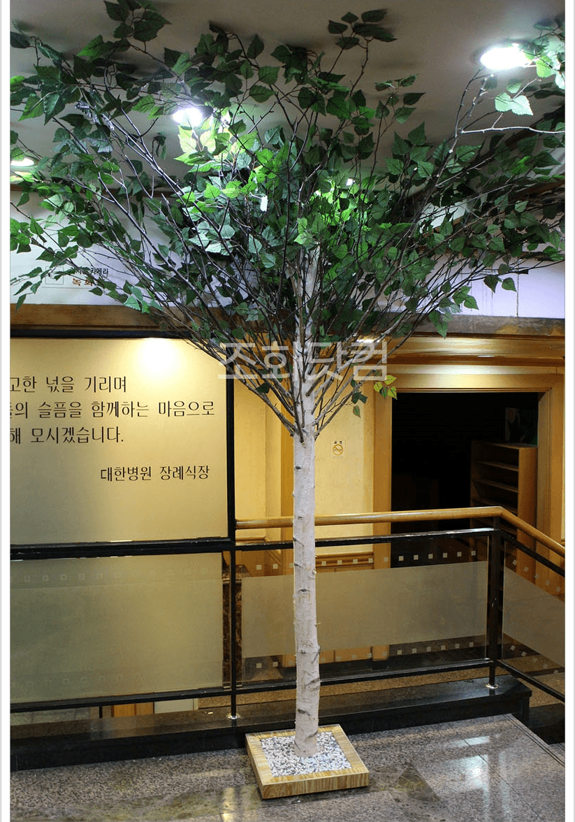 서울 인수동 대한병원 계단 곁에 자리한 자작나무