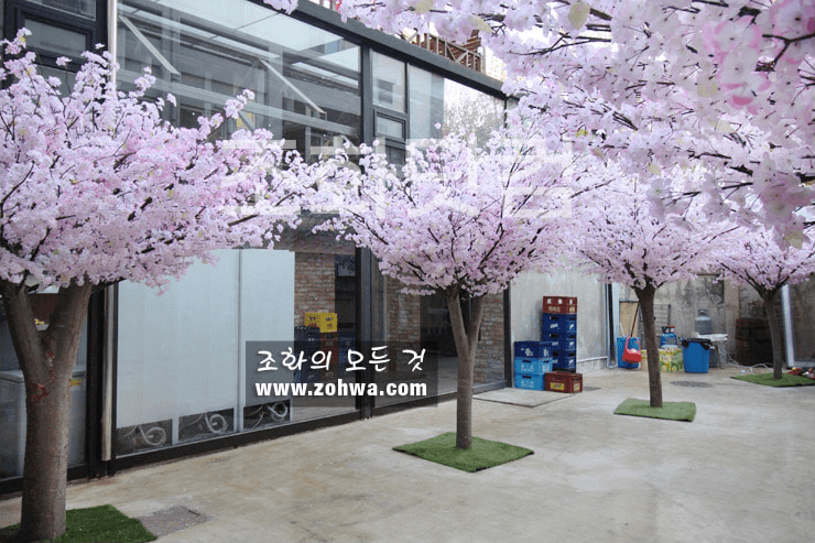 대구 제일창고 — 여러 그루가 이룬 마당 벚꽃숲