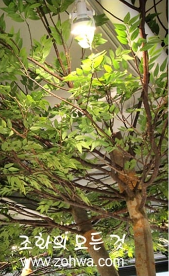 경남 진주 진주어린이환경박물관 — 초록 잎 클로즈업