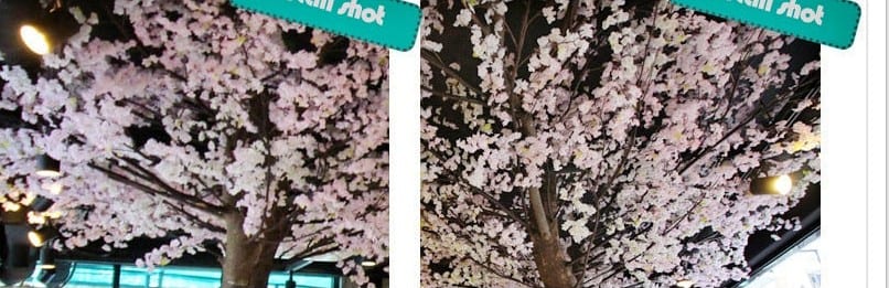 서울 종로 벚꽃야시장 — 가까이서 본 만개한 벚꽃