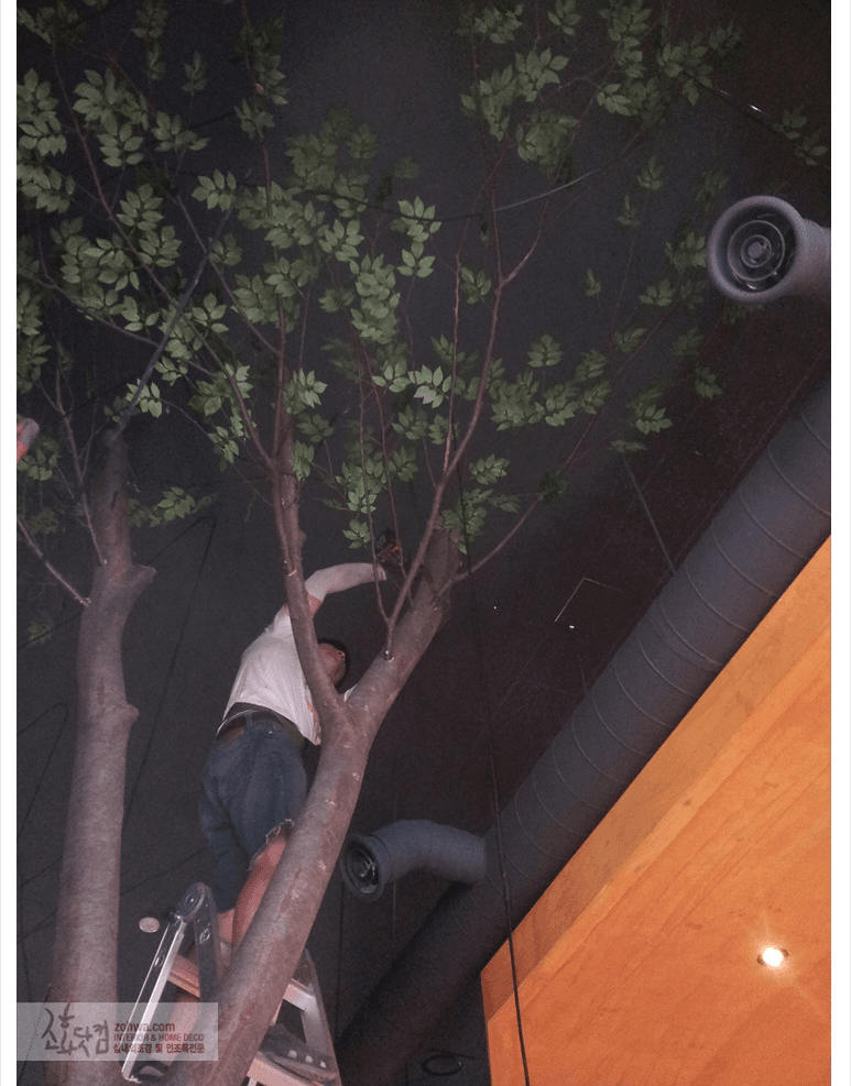 가양동 쿠오코 — 목대에 가지를 이어 붙이는 작업