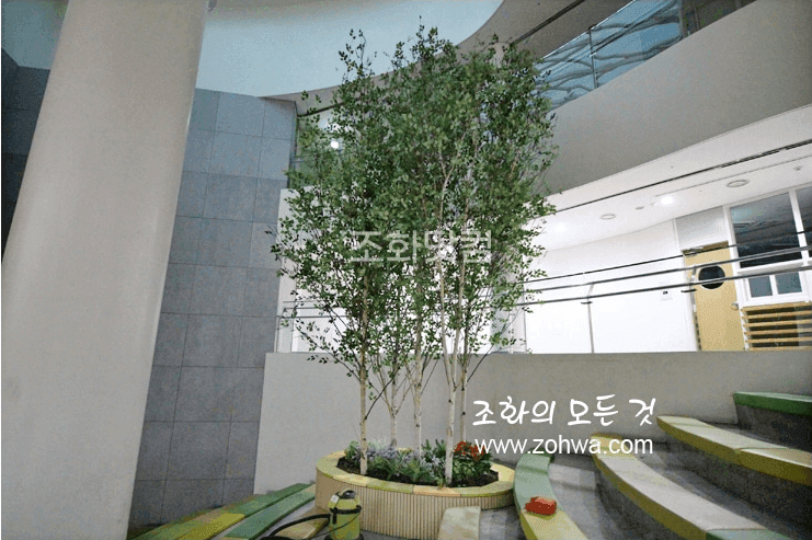 서울 경복초등학교 — 위에서 본 자작나무 수관과 홀의 입체적인 모습