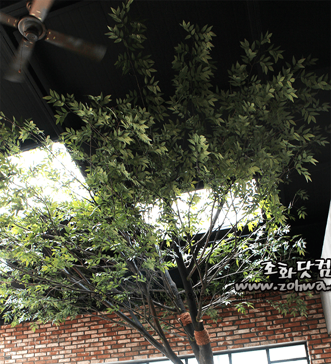 목포 명성스튜디오 — 기울여 뻗은 수형 전체