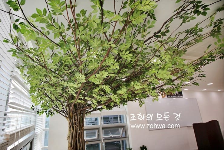 논현동 원플랜 — 천장 가까이 퍼진 나무 가지