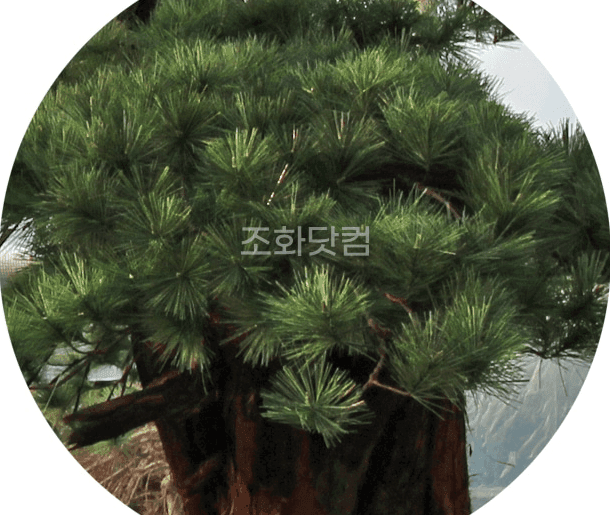 합천군 한중대영공업㈜ — 실제 솔잎과 구별하기 어려운 인조 솔잎 디테일
