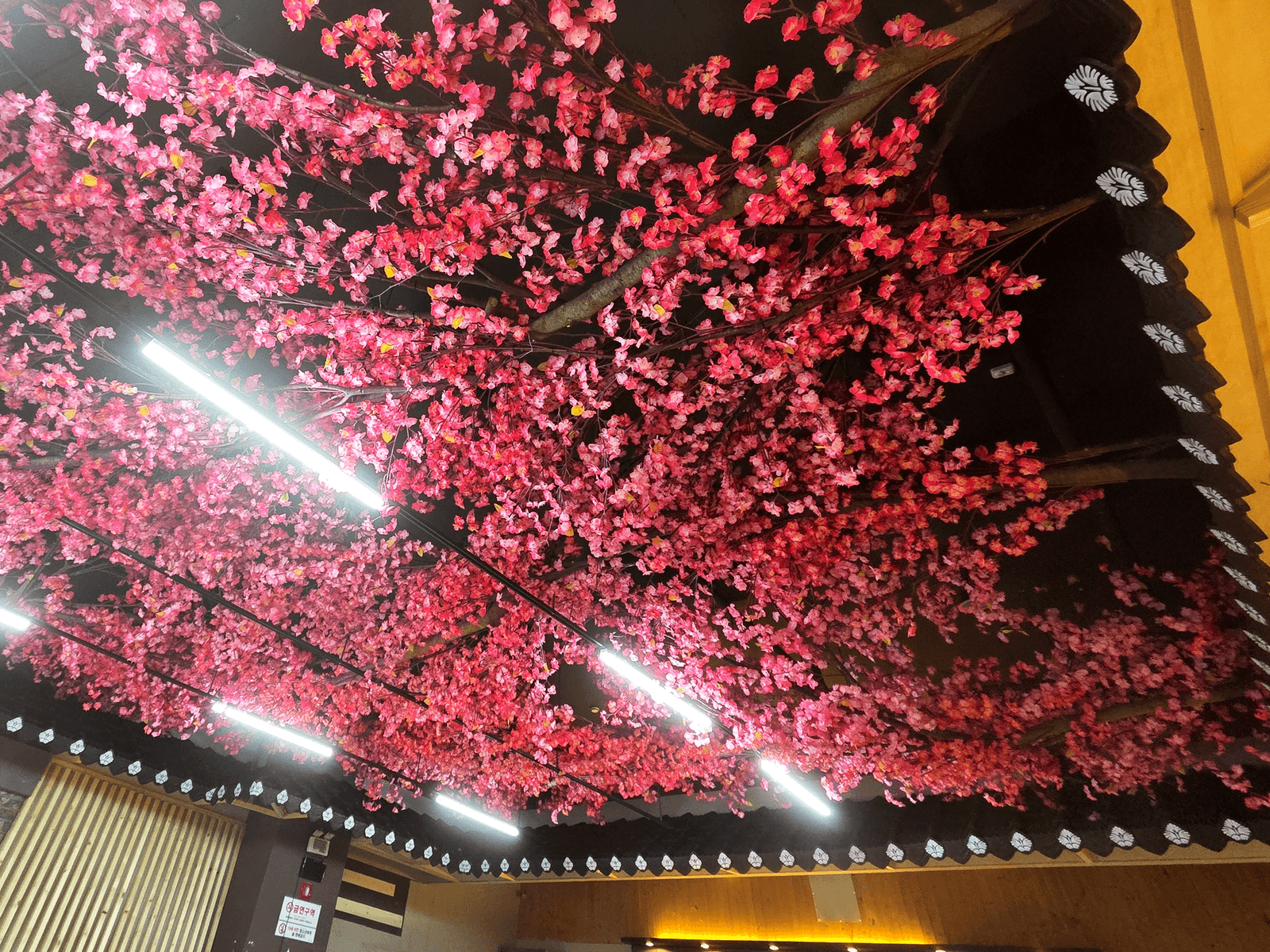 전주깍두기 송천에코시티점 — 천장만으로 반전된 홍매화 캐노피