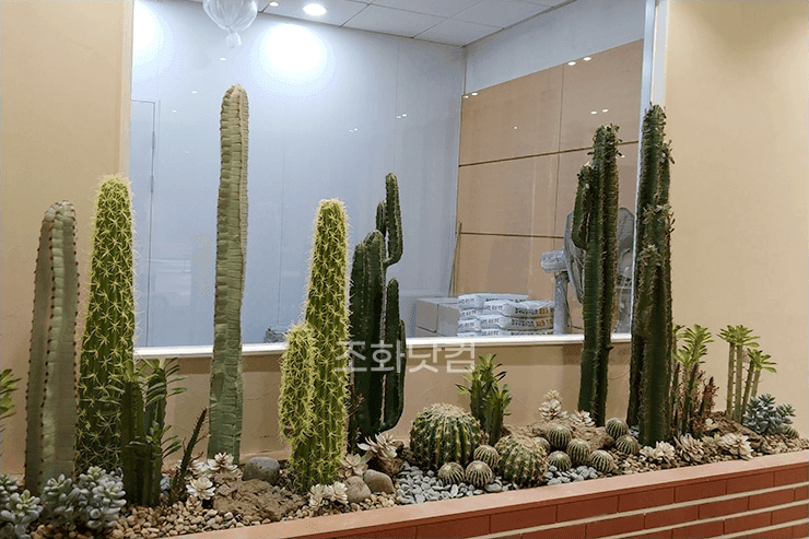 고양시 동국대 일산병원 — 굵은 선인장과 다육식물을 섞어 짠 사막 콘셉트 화단 전경