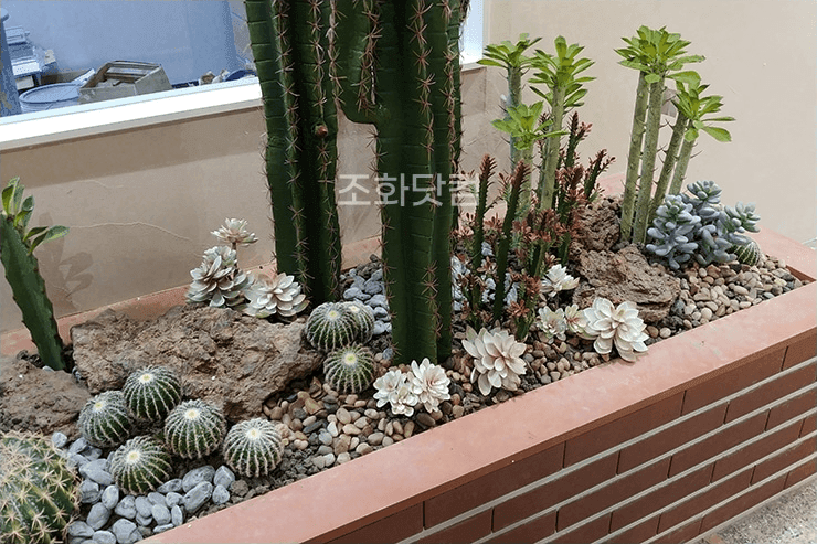 고양시 동국대 일산병원 — 선인장과 다육, 조약돌이 어우러진 사막 화단 디테일