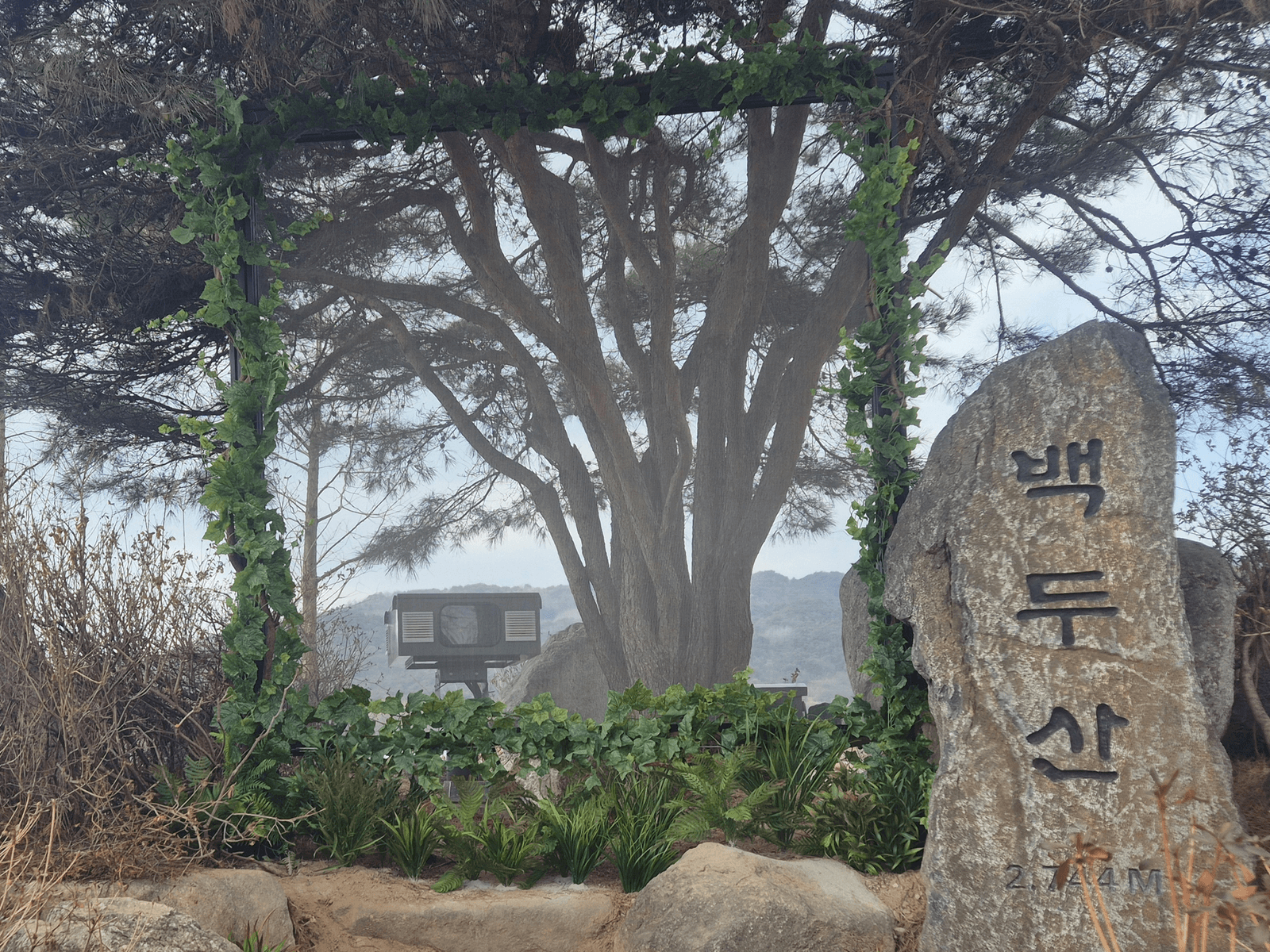 강원 양구 한반도섬 — 큰 소나무를 배경으로 넝쿨을 감은 사각 프레임과 백두산 비석이 선 액자 포토존