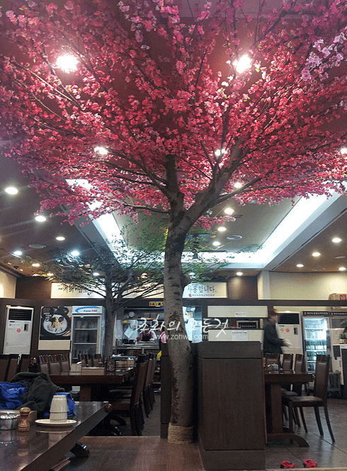 고양 평안도찹쌀순대 홀 중앙 매화나무 목대