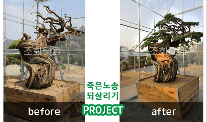 합천군 한중대영공업㈜ — 마른 줄기만 남았던 시공 전과, 푸른 솔잎이 채워진 시공 후 비교