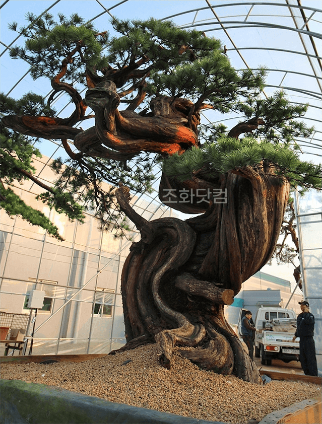 합천군 한중대영공업㈜ — 굵고 뒤틀린 줄기에 푸른 솔잎이 풍성하게 되살아난 노송 전경