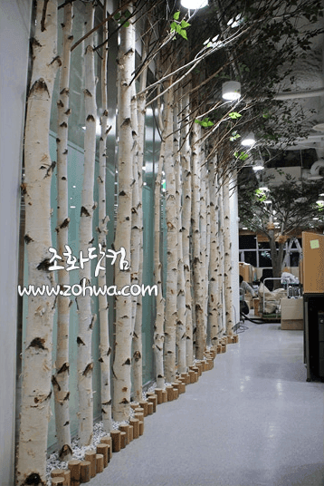 서울대학교 대학원생실 — 흰 자작나무 줄기를 줄지어 세운 파티션
