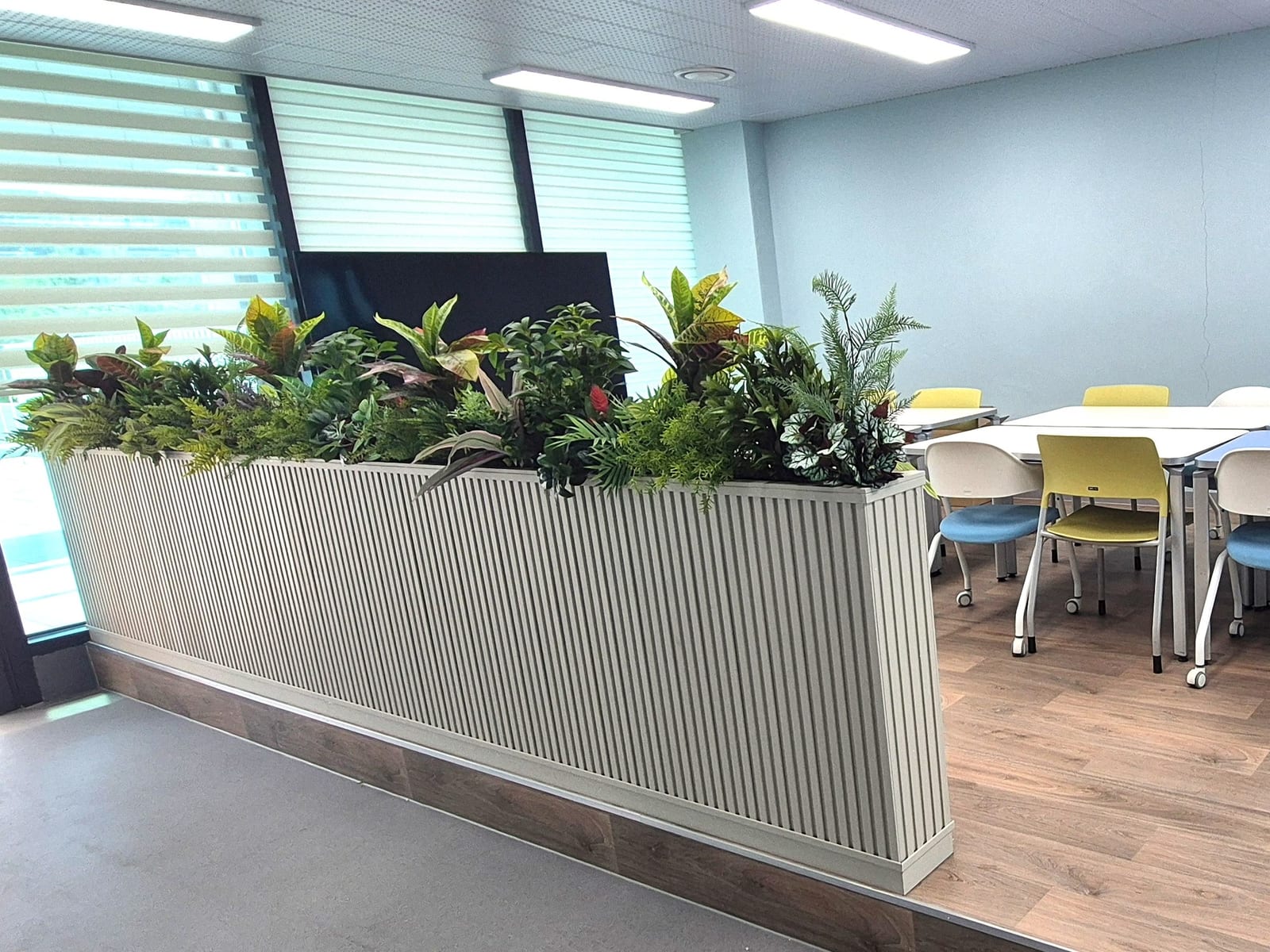 원주 학성중학교 회의실 — 노랑·빨강 무늬 크로톤과 야자잎을 섞어 채운 칸막이 플랜트박스, 컬러 의자와 어우러진 색감