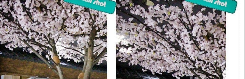 전주 셔먼마켓 — 연분홍 벚꽃 꽃 디테일