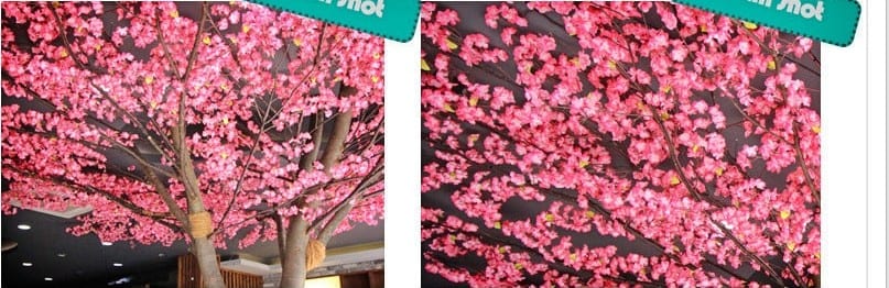 전주 셔먼마켓 — 진분홍 매화 꽃 클로즈업