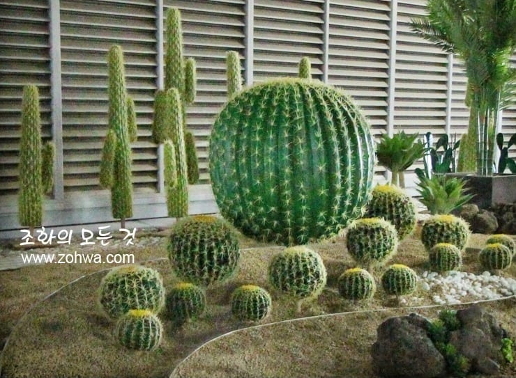 이천 SK하이닉스 수펙스센터 5층 — 노란 꽃이 핀 배럴선인장