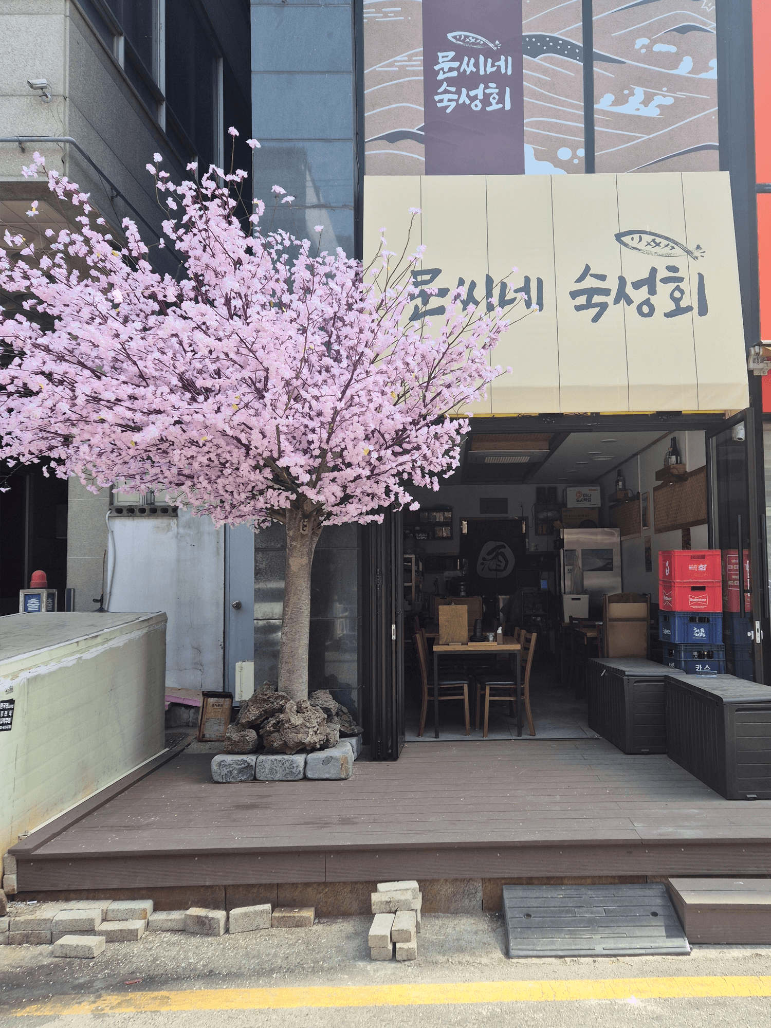 고양시 행신동 문씨네 숙성회 — 동네 골목 가게 앞에 선 만개한 벚꽃나무