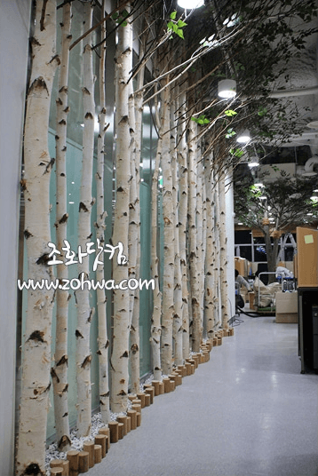 서울대학교 대학원생실 — 줄지어 세운 자작나무 줄기 파티션