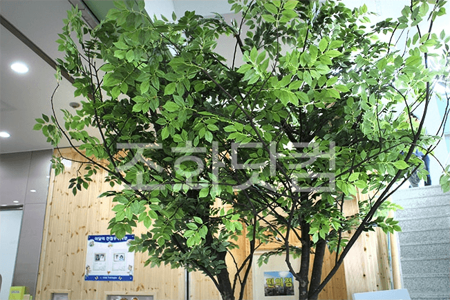 속초병원 — 풍성한 느티나무 잎