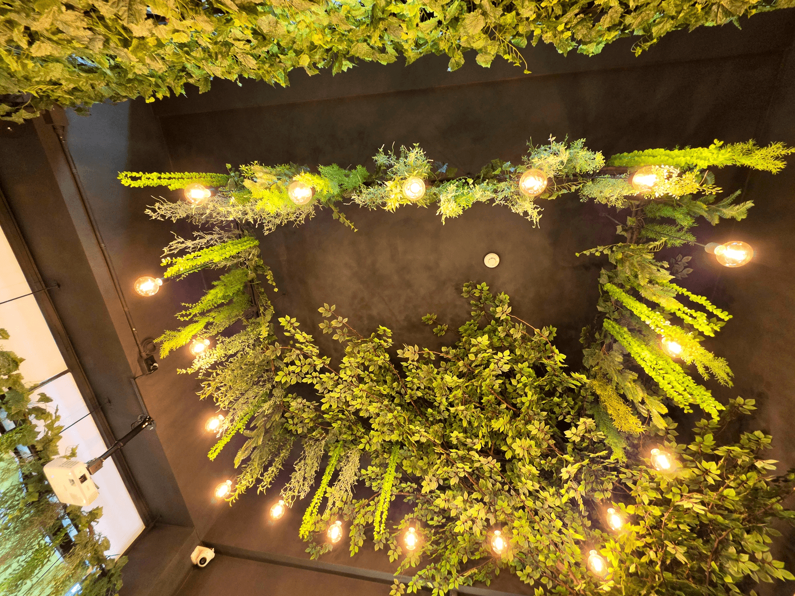 시흥시 술속의 밤 시흥정왕점 — 천장 레일조명과 행잉 넝쿨의 야간 장면