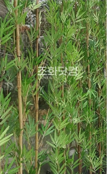 충북 진천 스시이찌방 — 곧게 뻗은 인조 대나무
