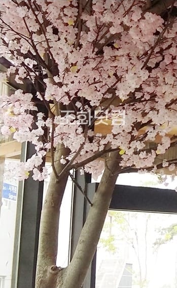충북 진천 스시이찌방 — 창가 벚꽃나무가 있는 정갈한 자리