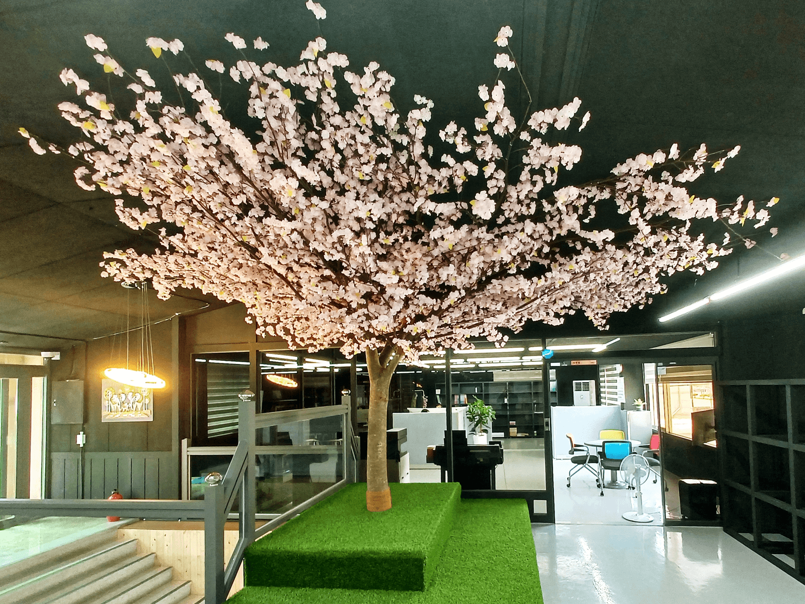양주 태산종합건설 벚꽃나무 전체 모습