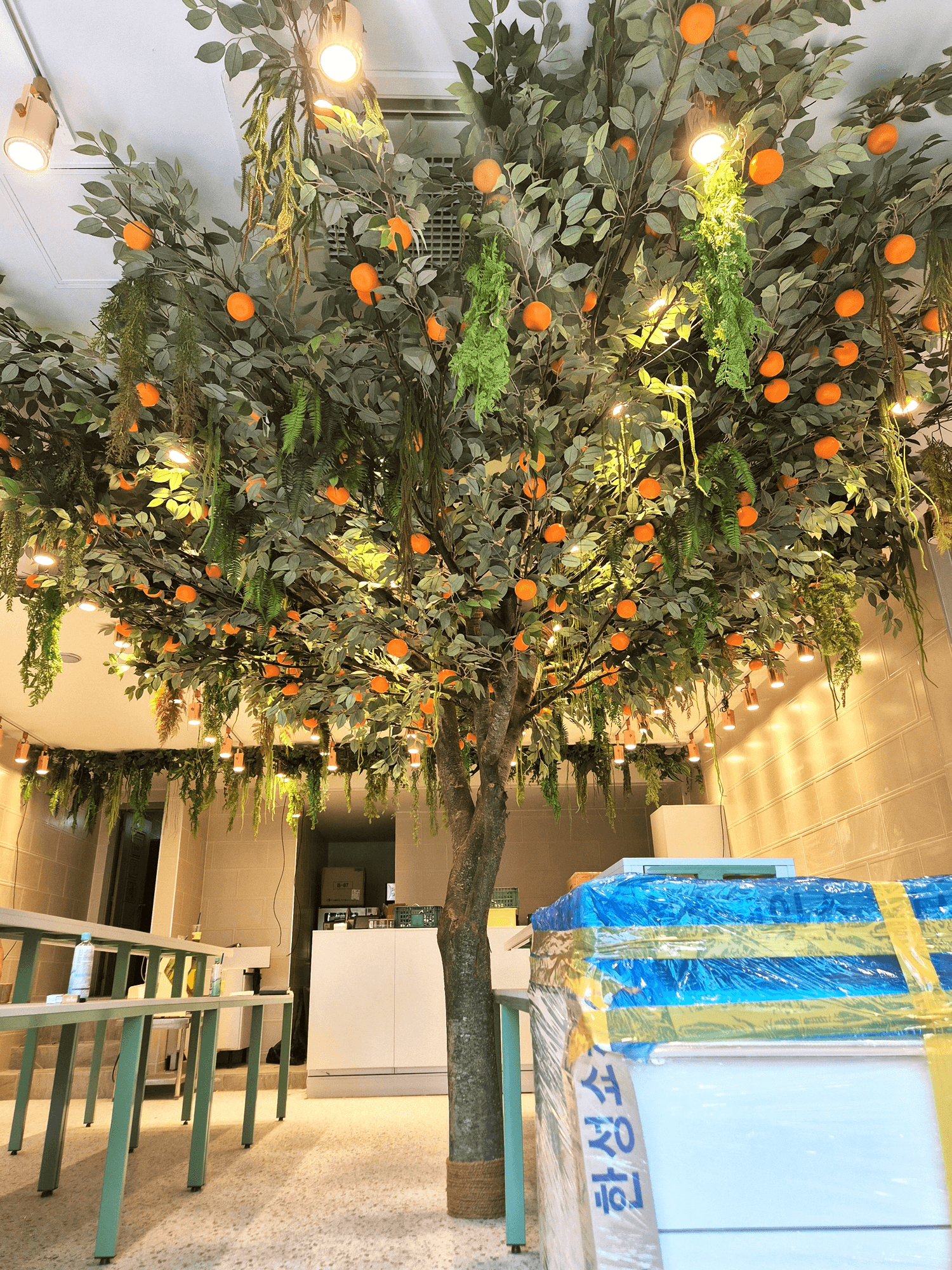 원주시 베이커리 카페 — 진열대 곁에 선 오렌지나무가 3분 방문의 인상을 남기는 매장